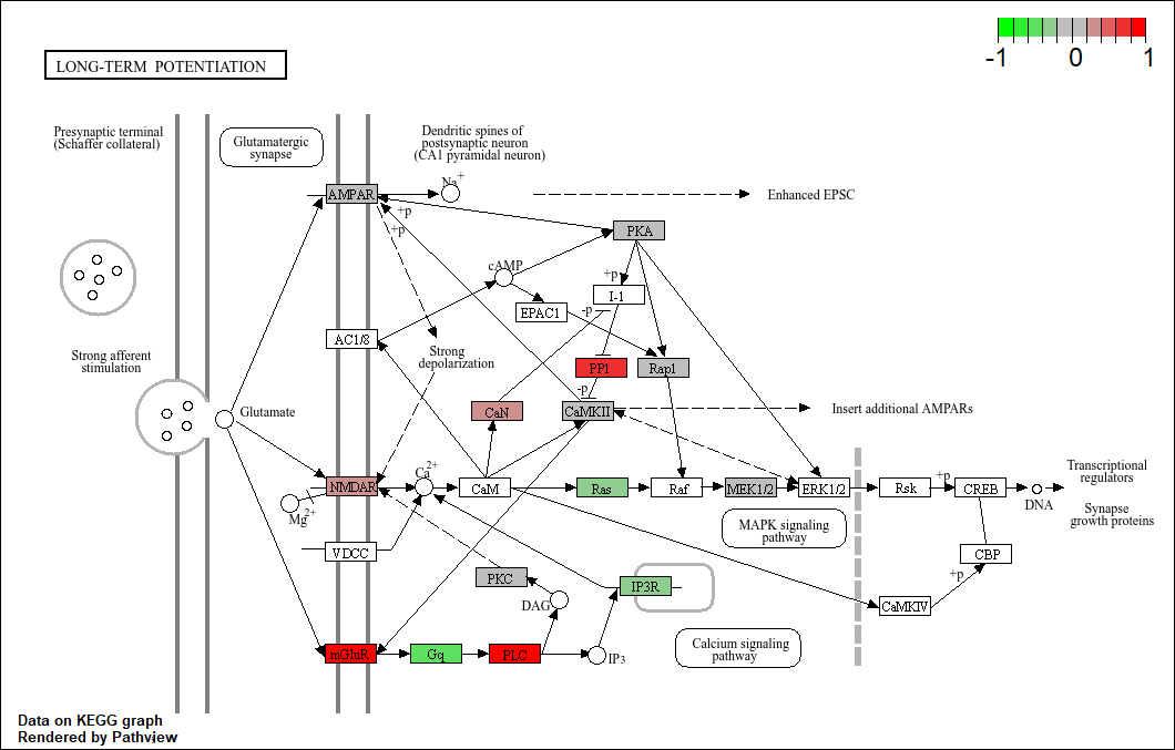 STT Long-term Potentiation