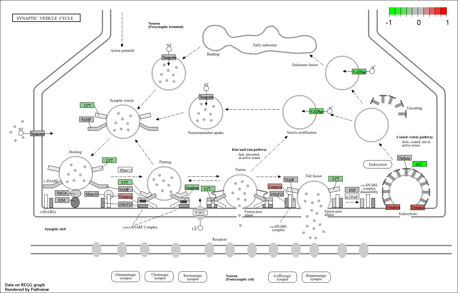 LTT Synaptic Vesicle Cycle