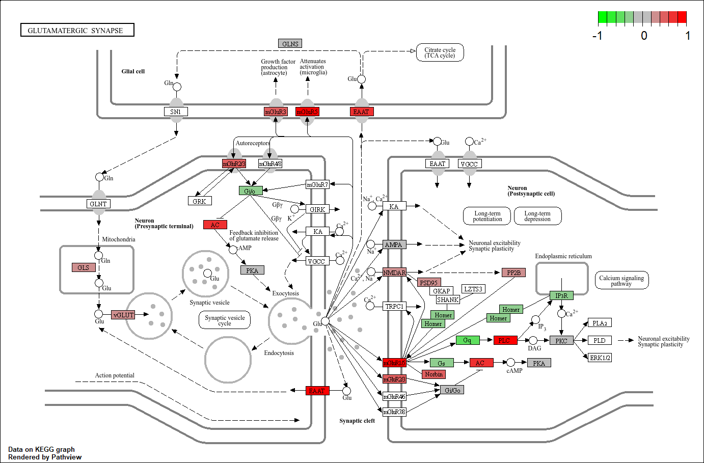 STT Glutamatergic Synapse